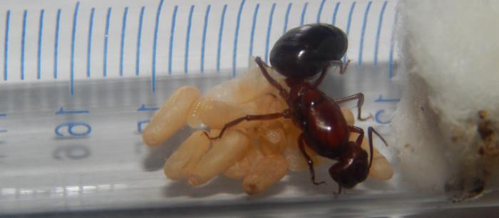 Camponotus turkestanicus